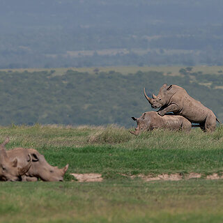 Solio - Mating white rhinos